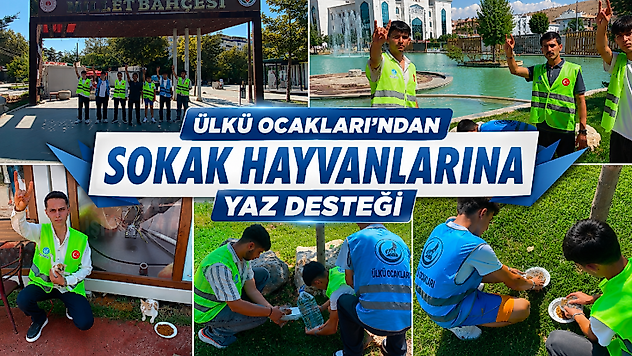 Malatya'da Ülkü Ocakları Gençlerinden Can Dostlara Mama ve Su