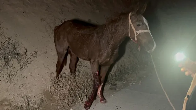 Malatya'da Yarış Tayları Faciası: Karayolunda Can Kaybı