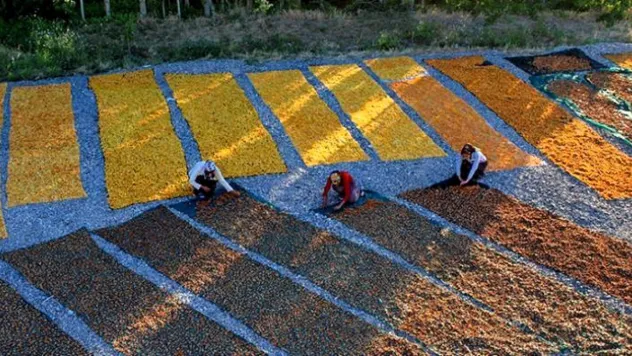 Malatya Kayısısı Zor Yılı İhracatla Aştı: 47 Bin Tonluk Sevkiyat