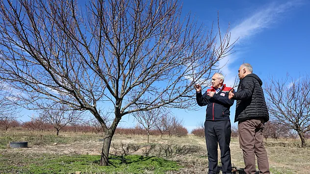 Malatya Kayısısında Yeni Sezonun İlk İşareti