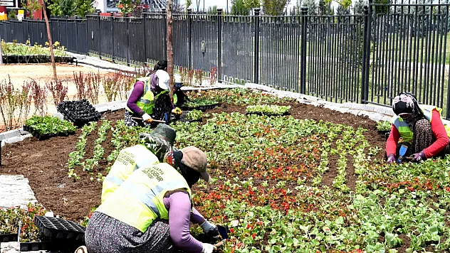 Malatya Rengârenk: 812 Bin Yazlık Çiçek Toprakla Buluştu