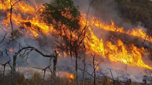 Marmara Adası'nda orman yangını