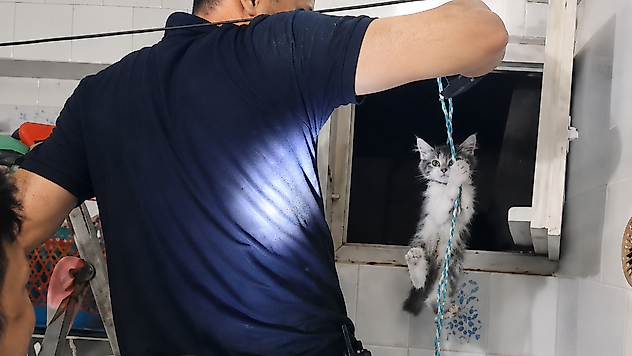 Minik Can İçin Seferber Oldular: Yavru Kediye Başarılı Kurtarma Operasyonu