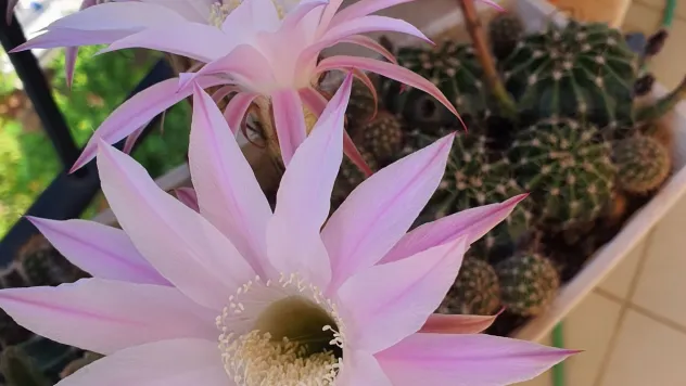 Modada 'Kaktüs Çiçeği' Esintisi