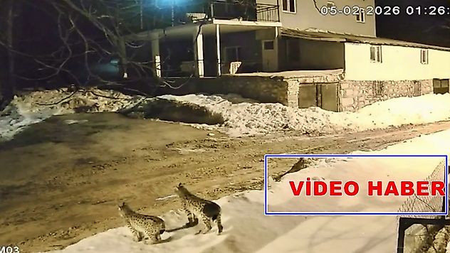 Nesli Tehlikedeki Vaşaklar Yerleşim Yerine İndi