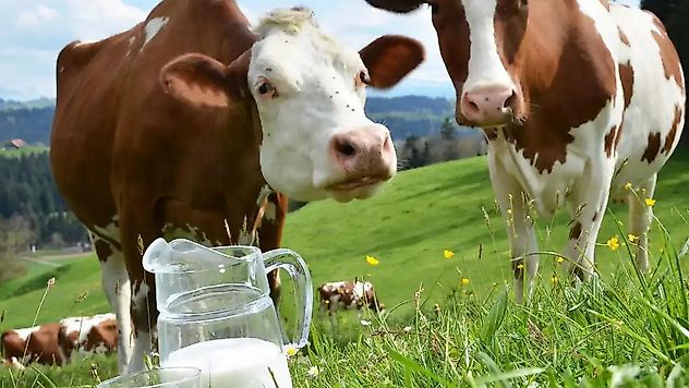 Nisan'da 994 bin ton inek sütü toplandı