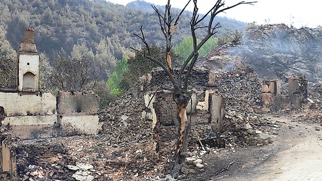 Orman yangınlarından etkilenenlere hane başına 162 bin TL'lik destek
