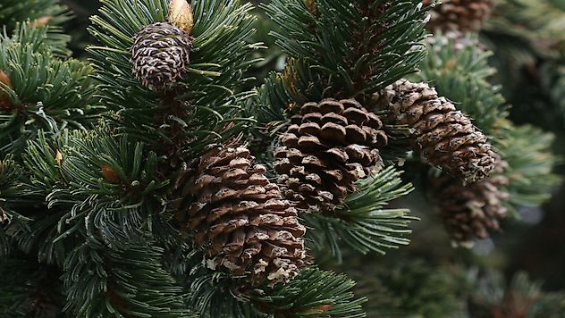 Ormanlara biyolojik kalkan: Sinop'ta zararlı böceklere karşı doğal mücadele