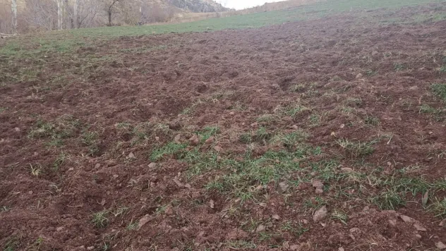 Pütürge'de Domuzlar Çiftçilerin Ürünlerini Tahrip Ediyor