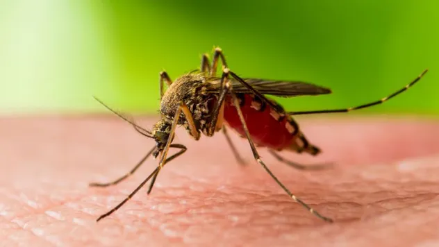 Sağlık Bakanlığı: 6 kişide Batı Nil Virüsü tespit edildi