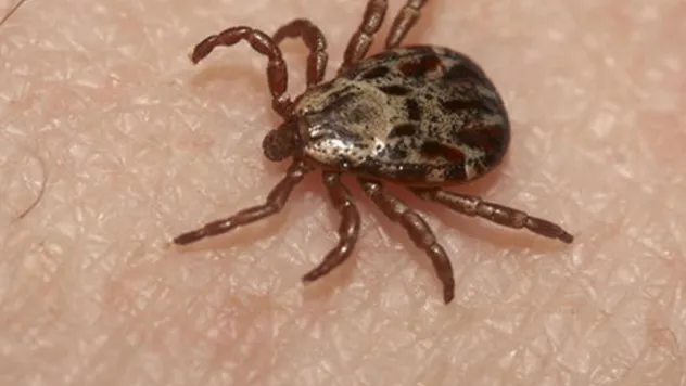 Sağlık Bakanlığı'ndan, Kırım Kongo Kanamalı Ateşi uyarısı