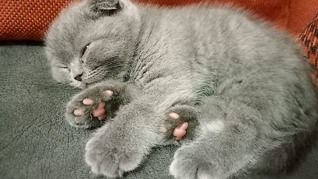 Scottish Fold - Kıvrık Kulaklı Kediler