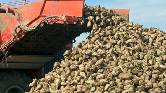 Şeker Pancarı Üreticilerini Sevindirecek Haber: 2025-2026 Fiyatları Belli Oldu