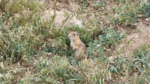 Sessiz Kahraman Anadolu Yer Sincabı, Darende'de Kameralara Takıldı