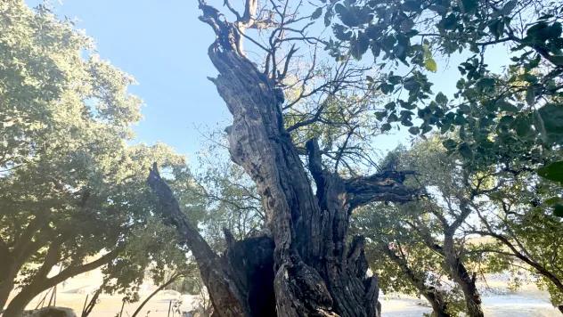 Şeyh Hasan Onar Türbesi'ndeki 700 Yıllık Anıt Ağaç Tarihe Tanıklık Ediyor