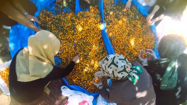 Şifa Deposu Meyve Hasada Çıktı