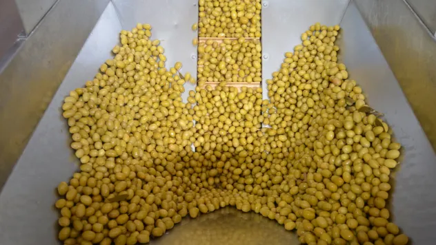 Sofralık zeytin ihracatı yeni sezona yüzde 13'lük artışla girdi