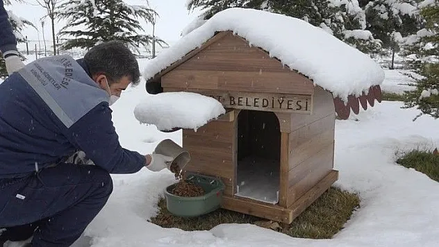 Sokak Hayvanlarının İmdadına Yeşilyurt Belediyesi Yetişti