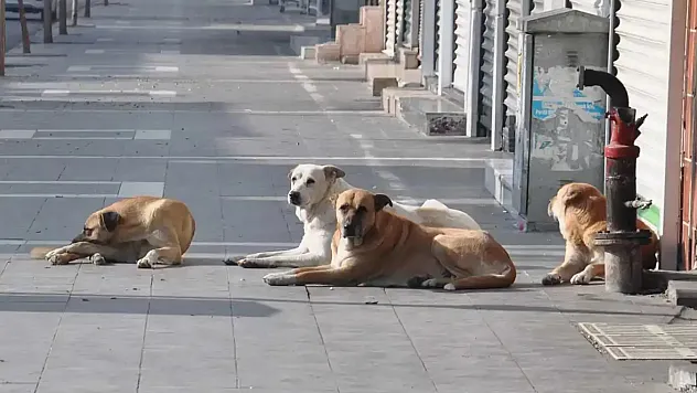Sokak Köpeği Saldırıları Sonrası 3 Belediye Başkanı Hakkında İşlem