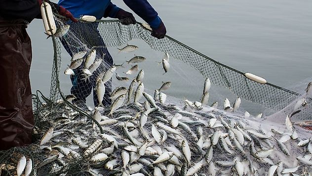 Su ürünleri ihracatı 2023 yılında 1,7 milyar dolara ulaştı