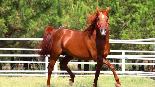 Sultansuyu'nda 26 Yılda 1587 Safkan Arap Atı Satıldı