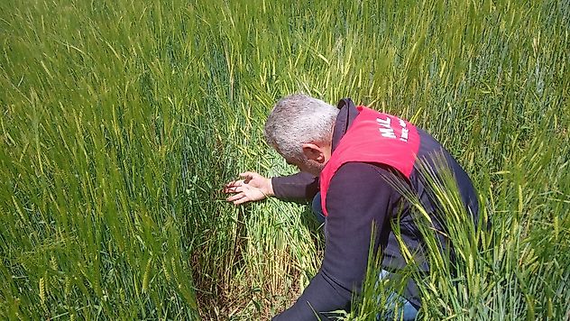 Tarım Ekipleri Sahada: Üreticilere Erken Uyarı ve Bilgilendirme