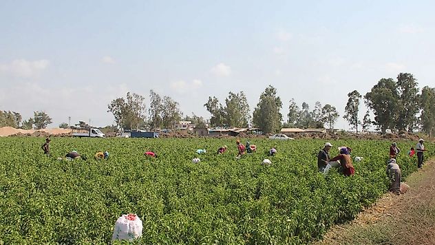 Tarım işçilerinin ücretleri 2025 yılında yüzde 37,8 arttı