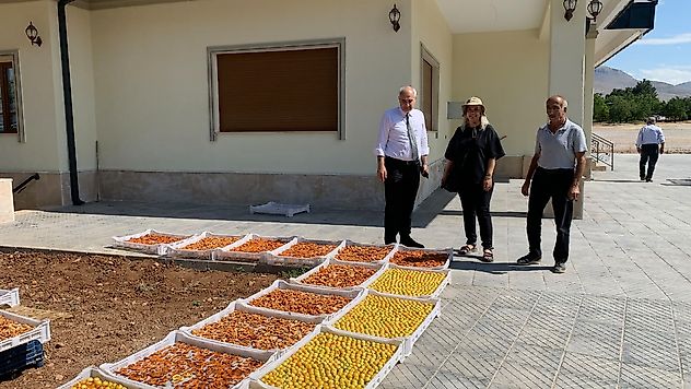 Tarım Müdürlüğünden Kayısı Bahçelerine Saha Çıkarması