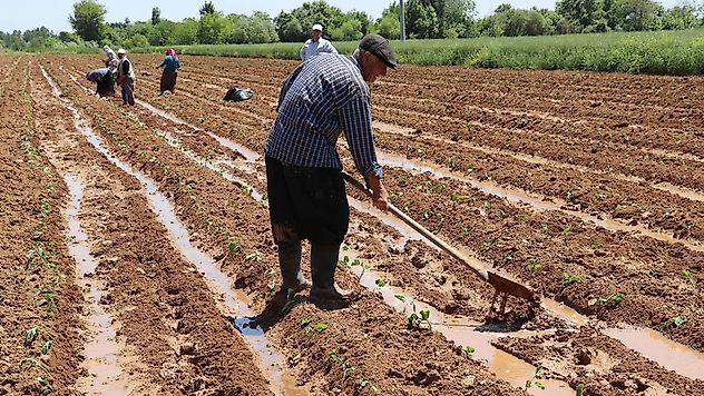 Tarım-ÜFE nisanda yıllık yüzde 42,53 arttı