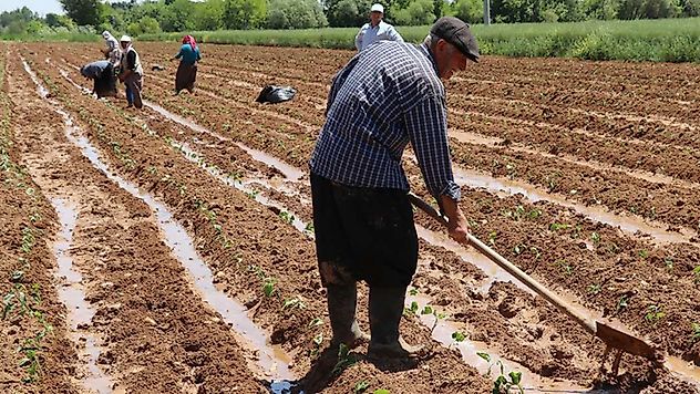 Tarımsal Destekler Hesaplara Yatıyor