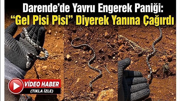 Tarlada Görülen Yavru Engerek Sosyal Medyanın Gündeminde