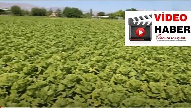 Tarladan Sofralara uzanan Lezzetler Esenlik'te