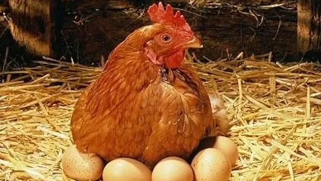 Tavuk eti üretimi 202 bin 521 ton, tavuk yumurtası üretimi 1,52 milyar adet olarak gerçekleşti