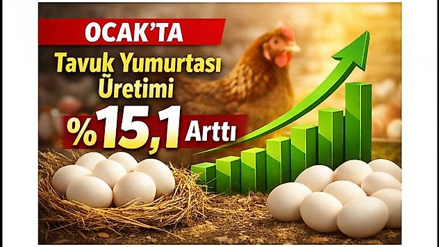 Tavuk Eti Üretimi 238 Bin 794 Ton Oldu