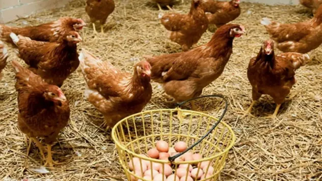 Tavuk eti üretimi 239 bin 876 tona ulaştı