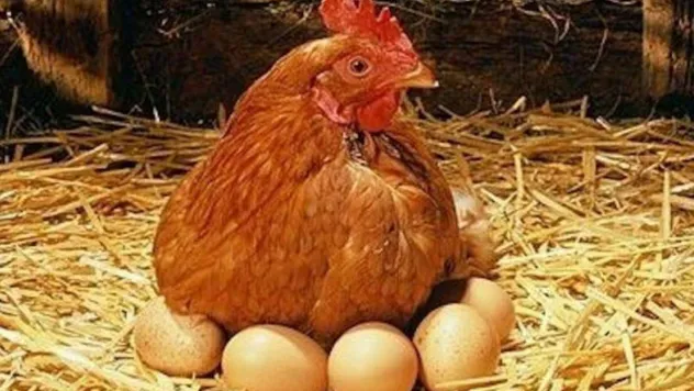 Tavuk Sektöründe Karışık Tablo: Kesilen Tavuk Sayısı Artıyor, Yumurtada Düşüş Var