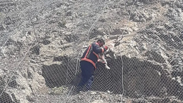 Tellerin arasına sıkışan yaban keçileri kurtarıldı