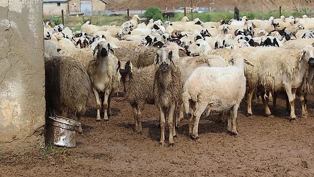TİGEM'den 3 bin 615 reforme küçükbaş için satış ihalesi
