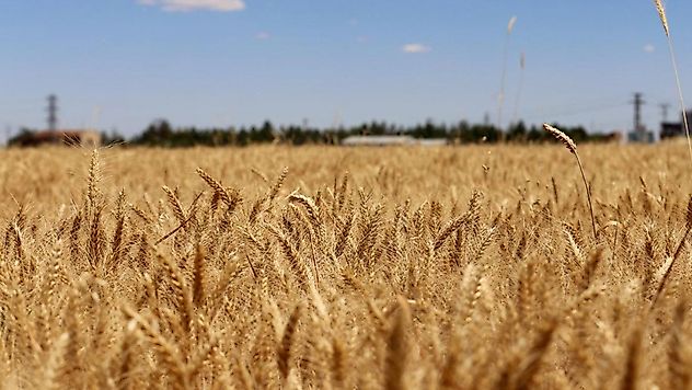 TİGEM'den 4 bin 427 ton buğday satışı