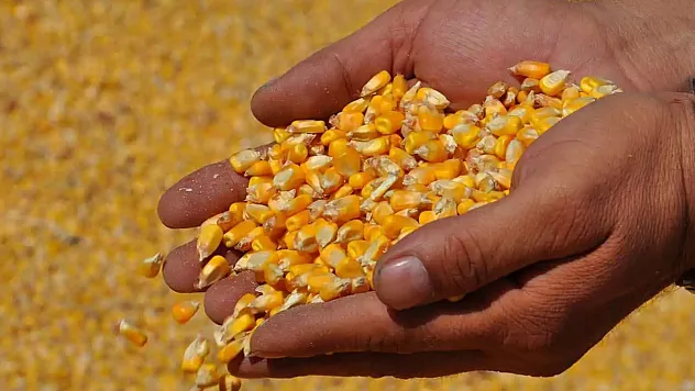 TMO, mısır alım fiyatını açıkladı: 11 bin 300 TL