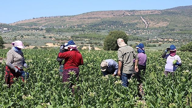 Türk Tütünü İçin Küresel İş Birliği İzmir'de Güçlendi