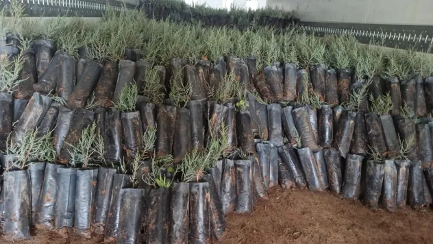 Türkiye'den Türkmenistan'a 50 Bin Fidanlık Yeşil Destek