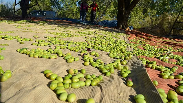 Türkiye'den yapılan sofralık zeytin ihracatı dolar bazında yüzde 49 arttı