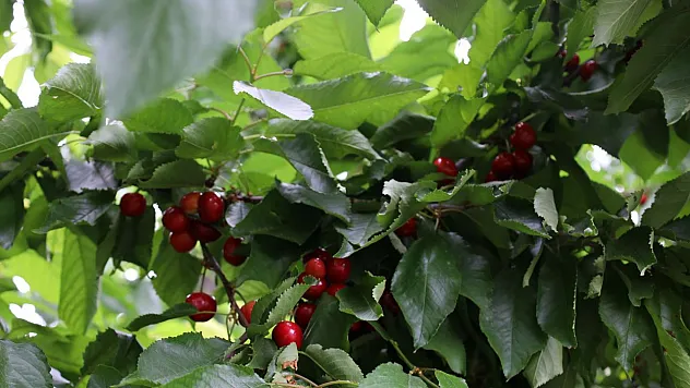 Türkiye kiraz ihracatından 300 milyon dolar döviz hedefliyor