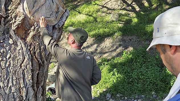 Türkiye'nin En Büyük Karaağaçlarından Biri Darende'de Bulundu