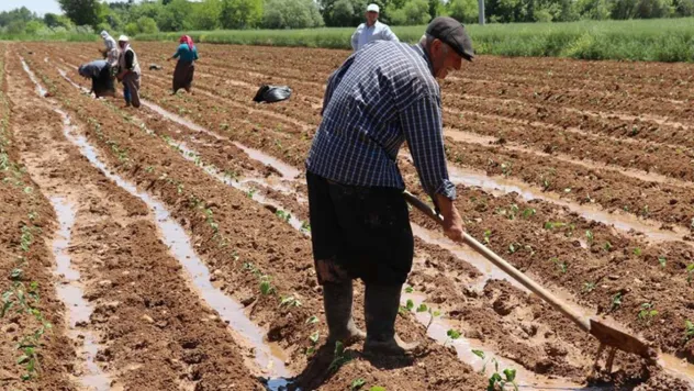 Üreticilere 5,1 milyar lira destekleme ödemesi yapılacak