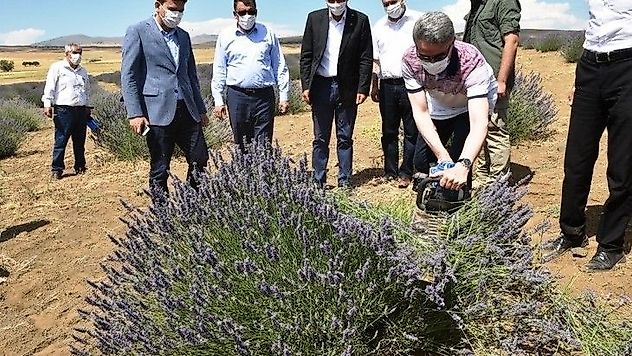 Vali Baruş, Arguvan İlçesinde Lavanta Hasat Gününe Katıldı