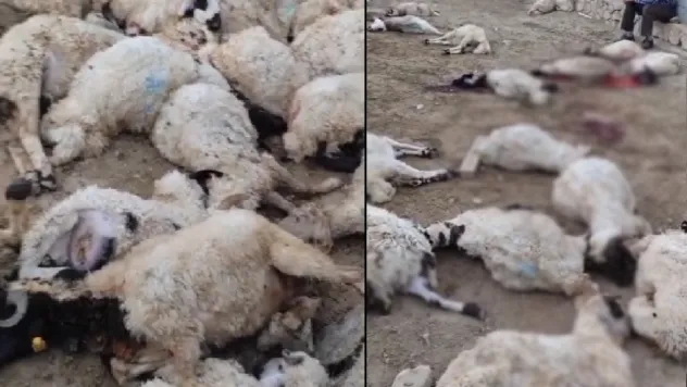 Van'da köylünün geçim kaynağı yok oldu: Kurtlar ahıra girip 111 koyunu telef etti