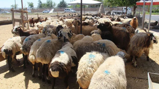 Vekaletle kurban kesim bedelleri açıklandı