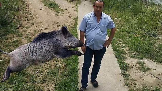 Yaban domuzları öldürdü